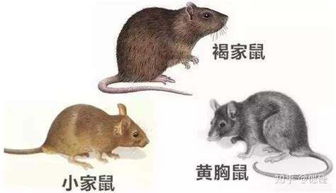 鼠的種類
